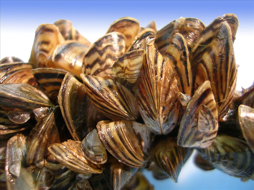 quagga_mussels.jpg