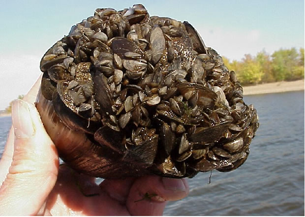 zebra_mussels_on_native_mussel.jpg